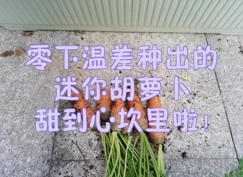 迷你世界怎么种胡萝卜[图2]