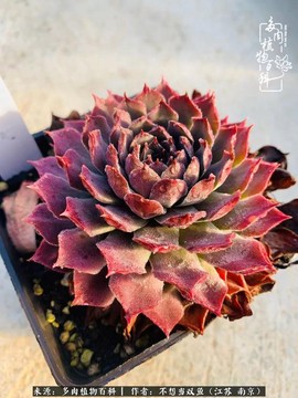 天龙八部长生草有什么用[图1]