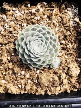 天龙八部长生草有什么用[图2]